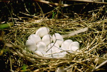 Nest and eggs of a Magpie Goose pair which nested on Lake Cowal in 1989. The lake supports unusual wildlife for its latitude.