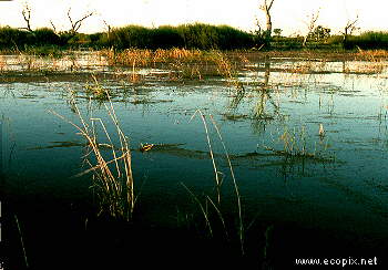 Flooded lignum and canegrass, Lake Cowal, important wetland habitat.