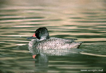 The rare Freckled Duck, a frequent inhabitant of Lake Cowal.