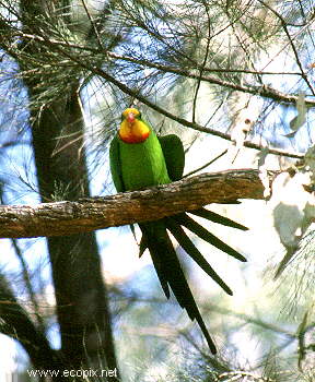 The rare and beautiful Superb Parrot lives in the woodlands surrounding Lake Cowal.