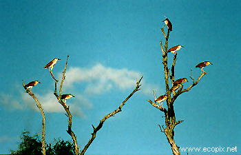 Rufous Night Herons gather near their nesting colony in flooded Lake Cowal forest.