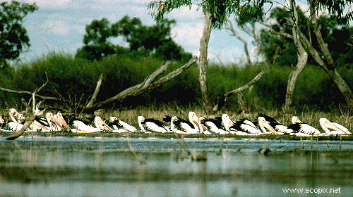 Pelicans by the flock hunting through the shallows of Lake Cowal.