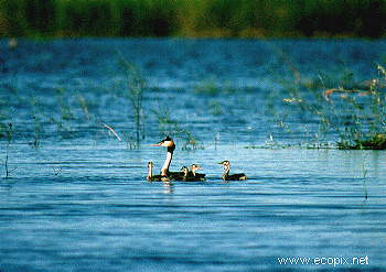 Family of Great Crested Grebe on Lake Cowal, one of the multitude of waterbirds which raise their young on the lake.