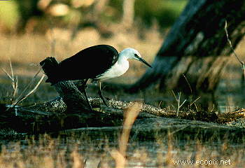 White-necked or Pacific Heron hunts in old-growth river red gum flooded forest.