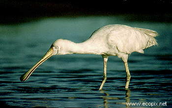 Yellow-billed Spoonbill catches prey by feel in its special bill.