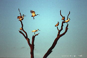 Sacred Ibis arrive to roost for the night,  Lake Cowal.