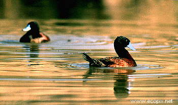 Male Blue-billed Ducks display during the breeding season, one of the rarer waterbird species which use Lake Cowal.