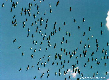 Flock of Straw-necked Ibis wheel on thermals above the nesting colony in Lake Cowal lignum.