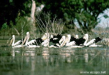 Squadron of pelicans hunt in the river red gum flooded forest, Lake Cowal.