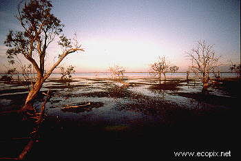 Receding waters leave milfoil and river red gums.