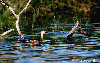 Wandering Whistle Duck photographed at Lake Cowal, far from its northern habitats. The lake is a meeting place for nomadic waterbirds from all over Australia.