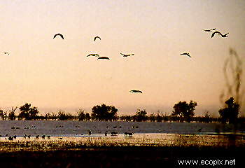 Waterbirds fly at dusk, Lake Cowal, NSW, Australia.