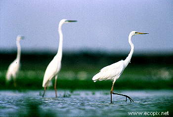 Great Egrets hunt in the wetland shallows, along with herons, ibis and spoonbills.