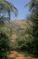  Flank of Arunachala from inside the temple with temple plantings foreground