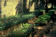 seedlings in temple nursery
