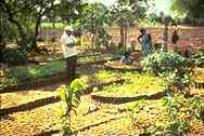 seedlings in temple nursery