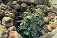 seedling on the mountain protected by a wall of rocks.