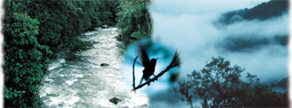Mindo Nature