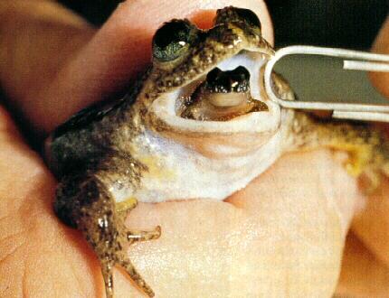 The gastric-brooding frogs or platypus frogs (Rheobatrachus) were a genus of ground-dwelling frogs native to Queensland in eastern Australia. The genus consisted of only two species, both of which became extinct in the mid-1980s.